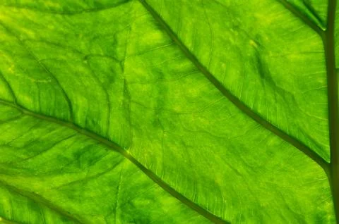 A leaf is the principal lateral appendage of the vascular plant stem, usually Stock Photos