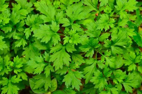 A leaf is the principal lateral appendage of the vascular plant stem, usually Foto stock