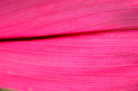 A leaf is the principal lateral appendage of the vascular plant stem, usually Stock Photos