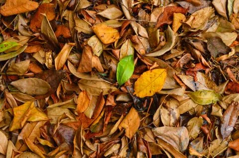 A leaf is the principal lateral appendage of the vascular plant stem, usually Stock Photos