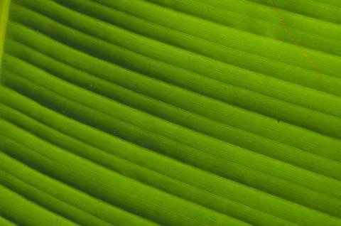 A leaf is the principal lateral appendage of the vascular plant stem, usually Stock Photos