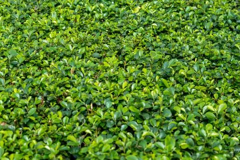 Leaf print patterns add life to your walls with gorgeous green, leaf patter.. Stock-Fotos