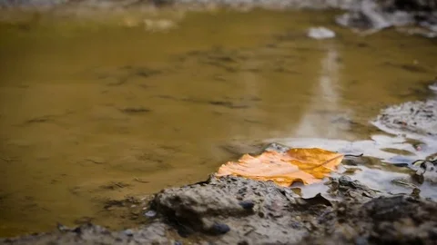 Leaf in puddle and swamp with rain close up Видео 79290815