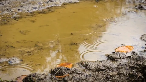 Leaf in puddle and swamp with rain close up Stock Footage 79290854