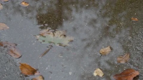 Leaf In Puddle During Fall Autumn - Tilt Shot Stock Footage 140932497