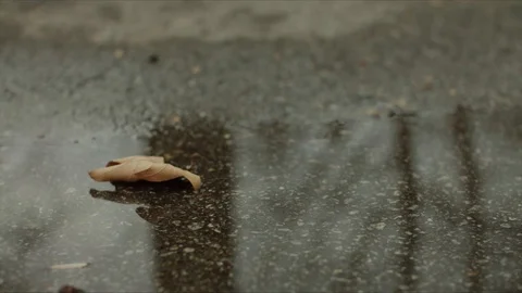 Leaf in puddle Stock Footage 124892937