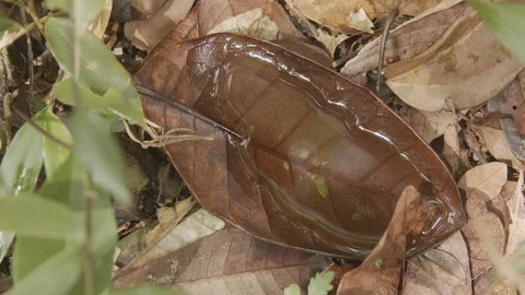 Leaf with a puddle of water Video stock 127477203