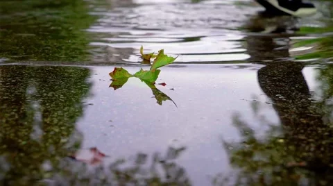 Leaf in the puddle of water gets disturbed by the wave. Autumn. Stock Footage 68727820