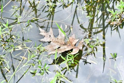 Leaf in a puddle of water 스톡 사진