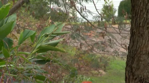 Leaf Pumpkin Bag Tilt Down 2 Video stock 12358636