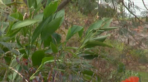 Leaf Pumpkin Bag Tilt Down 3 스톡 동영상 12358677