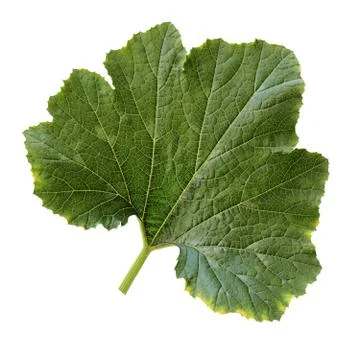 Leaf pumpkin, isolated on white background. Foto stock
