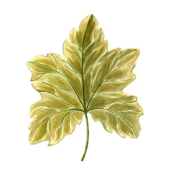 Leaf of pumpkins plant greenery isolated. Hand drawn watercolor botanical Stock Illustration