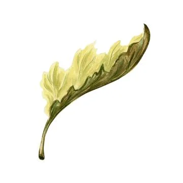 Leaf of pumpkins plant greenery isolated. Hand drawn watercolor botanical Stock Illustration