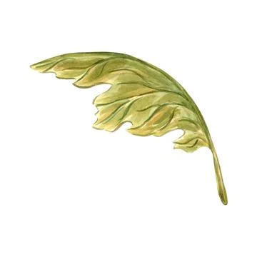 Leaf of pumpkins plant greenery isolated. Hand drawn watercolor botanical Illustrazione stock