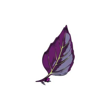 Leaf of purple basil, hand drawn sketch vector illustration isolated on white Stock Illustration