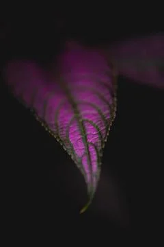 Leaf of purple shield plant Stock Photos