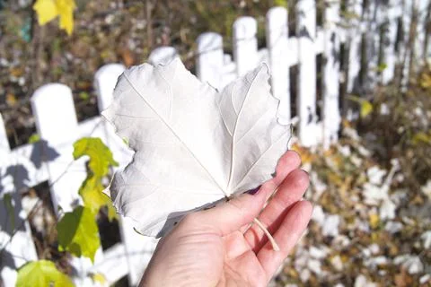 A leaf of a pyramidal poplar with the reverse side in your hand Stock Photos