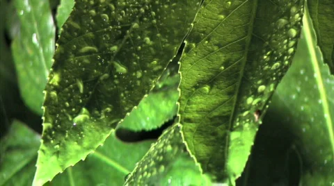 Leaf Rain Close Up 스톡 동영상 352686