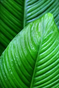 Leaf with rain droplets Stock Photos