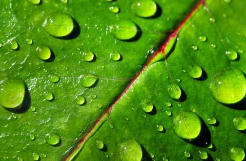 Leaf with rain droplets Stock Photos