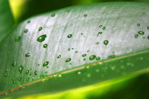 Leaf with rain droplets Stock Photos