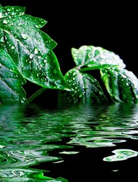 Leaf with rain droplets Stock Photos