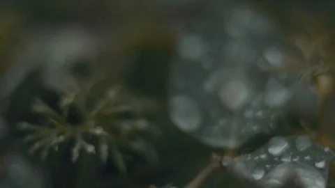 Leaf with rain drops Stock Footage 99880615