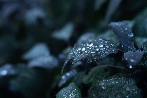 Leaf with rain drops on it #2 Stock Photos