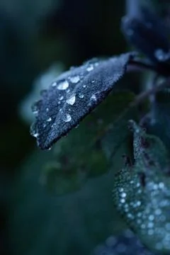 Leaf with rain drops on it Stock Photos