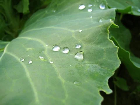 Leaf with rain drops Stock Photos