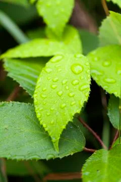 Leaf - rain drops 库存照片