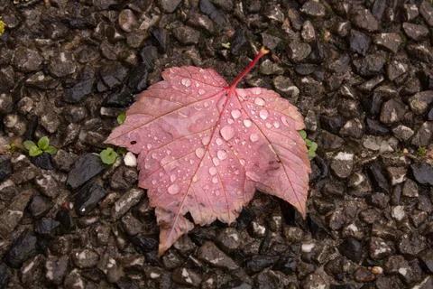 Leaf with rain drops Stock Photos
