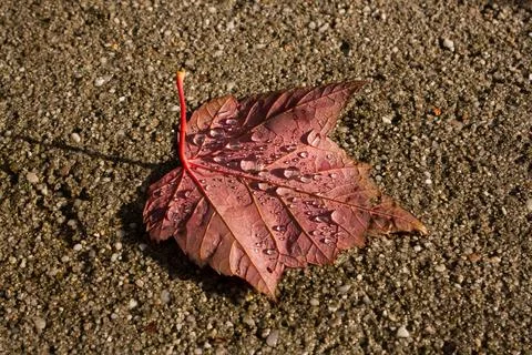 Leaf with rain drops Stock Photos