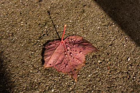 Leaf with rain drops Stock Photos