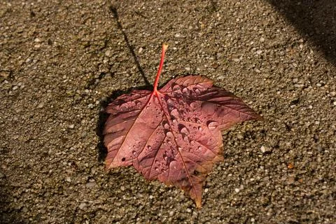 Leaf with rain drops Stock Photos