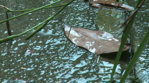 Leaf in rain Stock Footage 315181