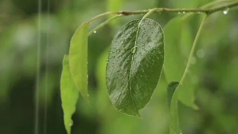 Leaf in the rain Stock Footage 75987546