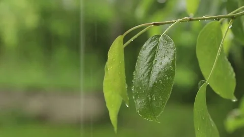 Leaf in the rain Stock Footage 75987567