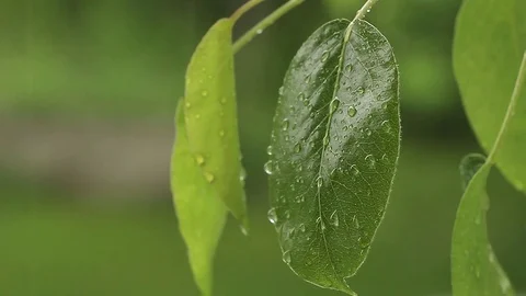 Leaf in the rain Stock Footage 75987638
