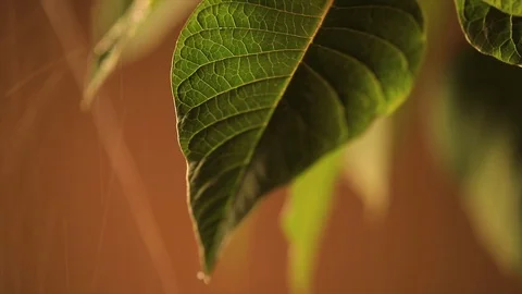 Leaf in the rain Video stock 90959490