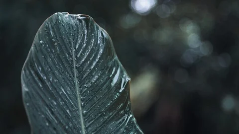 Leaf in the rain 動画素材 128142254