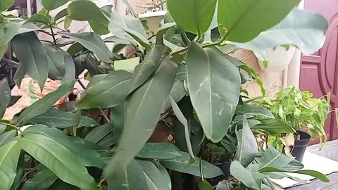 Leaf in the rain Stock Footage 217614765