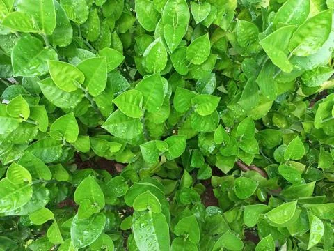 Leaf in The Rain Foto stock