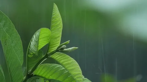Leaf in The Rain Slo Mo Stock Footage 60434885