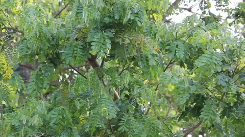 Leaf of rain tree movement 動画素材 35576526