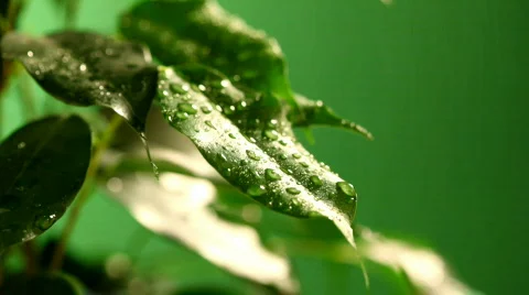 Leaf rain04 Stock Footage 355338