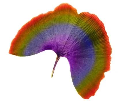 Leaf of rainbow Stock Photos