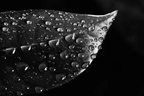 Leaf with raindrop: black and white Stock Photos