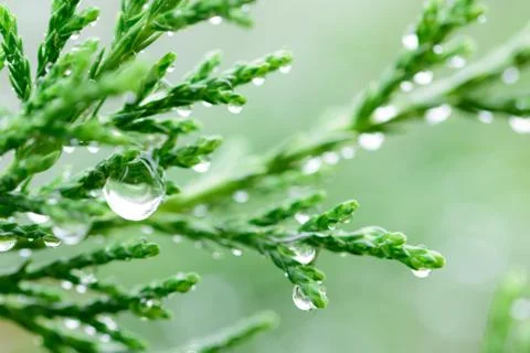 Leaf with raindrop 스톡 사진